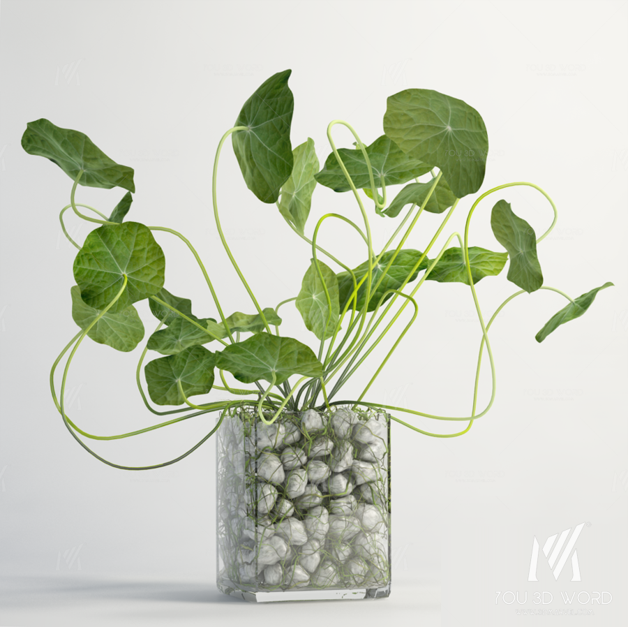 Plant